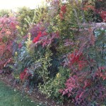 ...Κατόπιν 5 χρόνων συστηματικής συντηρήσεως-Εκάλη...