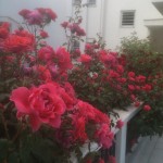 Αναρριχώμενη τριανταφυλλιά 2 -Εκάλη