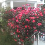 ...Εν μέσω ομίχλης και όμως τόσο φωτεινή!!...