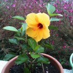 Hibiscus rosa-sinensis