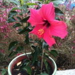 Hibiscus rosa-sinensis