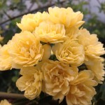 Αναρριχώμενη κίτρινη τριανταφυλλιά νάνα