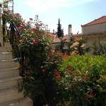 Αναρριχώμενη Τριανταφυλλιά