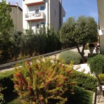 Ανθισμένη Γρεβιλλέα -Φράχτης με Αριζόνικα και Λεϋλάντι ανά 5άδες