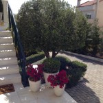 Ελιά και σύνθεση γλαστρών με Μπούξους μπάλα , Μπουκαμβίλια νάνα σε πήλινες γλάστρες στην βάση της.