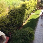 Αμπέλιες , Ρυγχόσπερμα και βότσαλο στρογγυλό