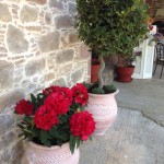 Ροδόδεντρο και Δάφνη Απόλλωνος Σπιράλ