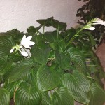 Hosta or Giboshi ( japanese)