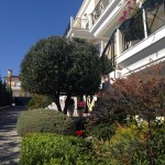 ...Αυστηρά  κλαδεμένη Ελιά...