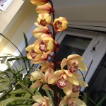 Ορχιδέα Σιμπίτιουμ 2