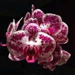 Ορχιδέα Φαλαινόψις