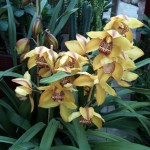 Ορχιδέα Σιμπίτιουμ