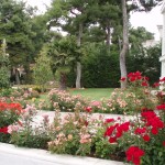 OLYMPUS DIGITAL CAMERA